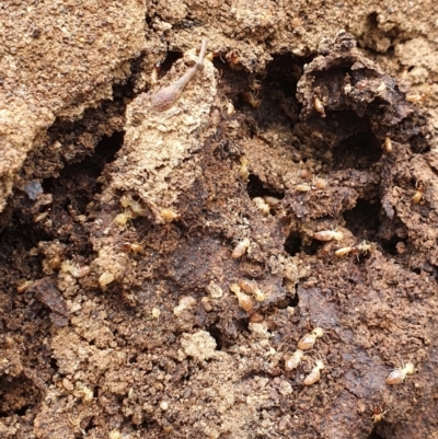 Nasutitermes exitiosus (Snouted termite, Gluegun termite) at Majura, ACT - 22 Sep 2021 by Helberth