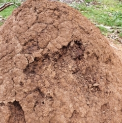 Nasutitermes exitiosus at Majura, ACT - 23 Sep 2021