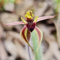 Caladenia actensis (Canberra Spider Orchid) at Hackett, ACT - 23 Sep 2021 by RobG1