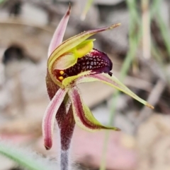 Caladenia actensis at suppressed - suppressed