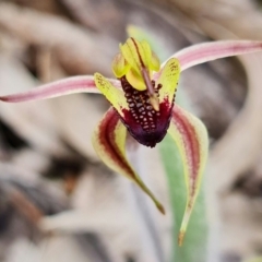 Caladenia actensis at suppressed - suppressed