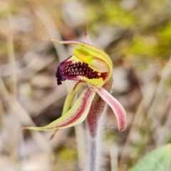 Caladenia actensis at suppressed - suppressed