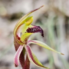 Caladenia actensis at suppressed - suppressed