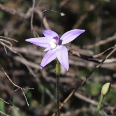 Glossodia major (Wax Lip Orchid) at Mount Painter - 22 Sep 2021 by Tammy