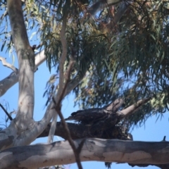 Podargus strigoides (Tawny Frogmouth) at Bruce Ridge - 24 Sep 2021 by KazzaC