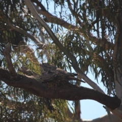 Podargus strigoides at O'Connor, ACT - 24 Sep 2021 01:40 PM