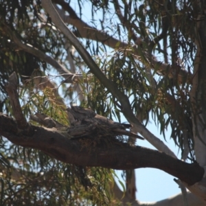 Podargus strigoides at O'Connor, ACT - 24 Sep 2021 01:40 PM