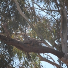 Podargus strigoides at O'Connor, ACT - 24 Sep 2021 01:40 PM