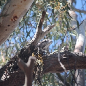 Podargus strigoides at O'Connor, ACT - 24 Sep 2021 01:40 PM