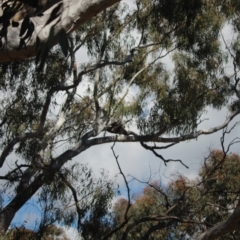 Podargus strigoides at O'Connor, ACT - 24 Sep 2021 01:40 PM