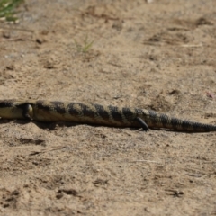 Tiliqua scincoides scincoides (Eastern Blue-tongue) at Mount Painter - 24 Sep 2021 by Tammy