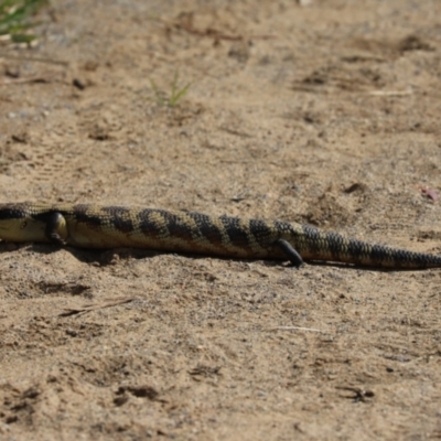 Tiliqua scincoides scincoides (Eastern Blue-tongue) at Cook, ACT - 24 Sep 2021 by Tammy