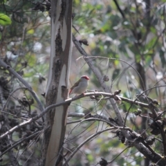 Neochmia temporalis (Red-browed Finch) at Bruce Ridge - 24 Sep 2021 by KazzaC