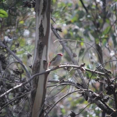 Neochmia temporalis (Red-browed Finch) at Bruce Ridge - 24 Sep 2021 by KazzaC