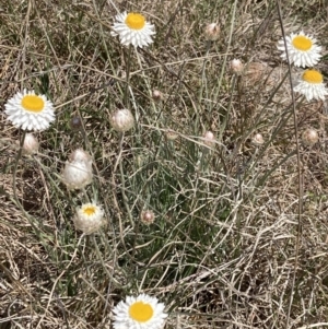 Leucochrysum albicans subsp. tricolor at Coombs, ACT - 24 Sep 2021 10:58 AM