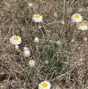 Leucochrysum albicans subsp. tricolor at Coombs, ACT - 24 Sep 2021