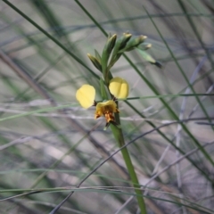 Diuris nigromontana (Black Mountain Leopard Orchid) at O'Connor, ACT - 24 Sep 2021 by KazzaC