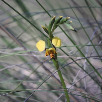 Diuris nigromontana (Black Mountain Leopard Orchid) at Bruce Ridge - 24 Sep 2021 by KazzaC