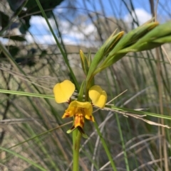 Diuris nigromontana at O'Connor, ACT - 24 Sep 2021