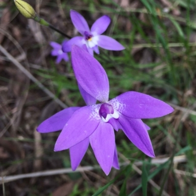 Glossodia major (Wax Lip Orchid) at Black Mountain - 24 Sep 2021 by RWPurdie