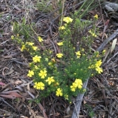 Hibbertia calycina (Lesser Guinea-flower) at Black Mountain - 24 Sep 2021 by RWPurdie