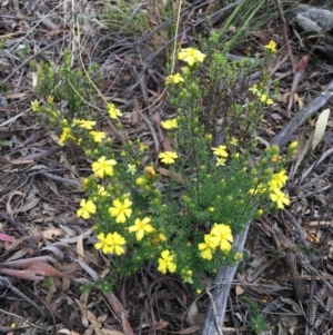 Hibbertia calycina at O'Connor, ACT - 24 Sep 2021