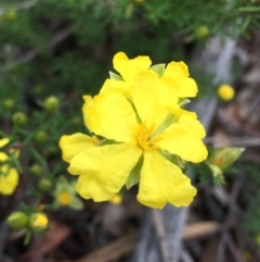 Hibbertia calycina at O'Connor, ACT - 24 Sep 2021 03:51 PM