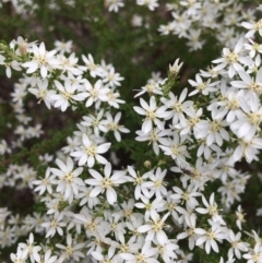 Olearia microphylla (Olearia) at Black Mountain - 24 Sep 2021 by RWPurdie