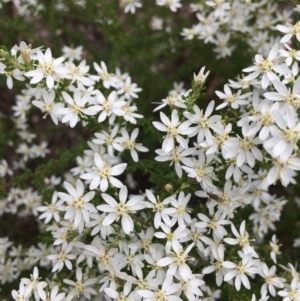 Olearia microphylla at O'Connor, ACT - 24 Sep 2021 03:53 PM