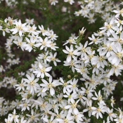 Olearia microphylla (Olearia) at Black Mountain - 24 Sep 2021 by RWPurdie