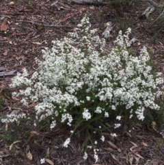 Olearia microphylla at O'Connor, ACT - 24 Sep 2021 03:53 PM