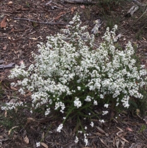 Olearia microphylla at O'Connor, ACT - 24 Sep 2021