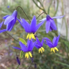 Stypandra glauca (Nodding Blue Lily) at O'Connor, ACT - 24 Sep 2021 by RWPurdie