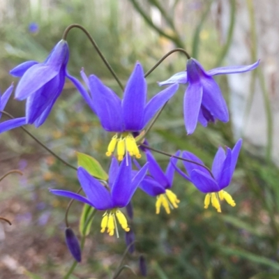 Stypandra glauca (Nodding Blue Lily) at Black Mountain - 24 Sep 2021 by RWPurdie