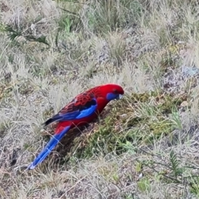Platycercus elegans (Crimson Rosella) at Isaacs Ridge and Nearby - 24 Sep 2021 by Mike