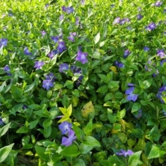 Vinca major (Blue Periwinkle) at Isaacs Ridge and Nearby - 24 Sep 2021 by Mike