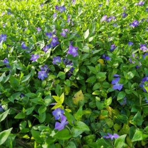 Vinca major at Isaacs, ACT - 24 Sep 2021