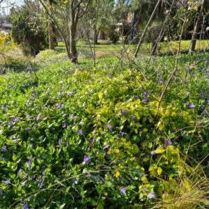 Vinca major at Isaacs, ACT - 24 Sep 2021