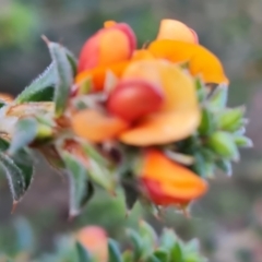 Pultenaea procumbens (Bush Pea) at Isaacs Ridge and Nearby - 24 Sep 2021 by Mike