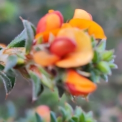 Pultenaea procumbens (Bush Pea) at Isaacs, ACT - 24 Sep 2021 by Mike