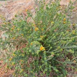 Pultenaea procumbens at Isaacs, ACT - 24 Sep 2021