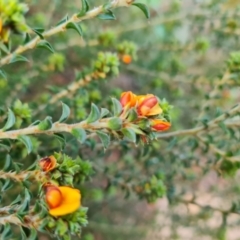 Pultenaea procumbens at Isaacs, ACT - 24 Sep 2021