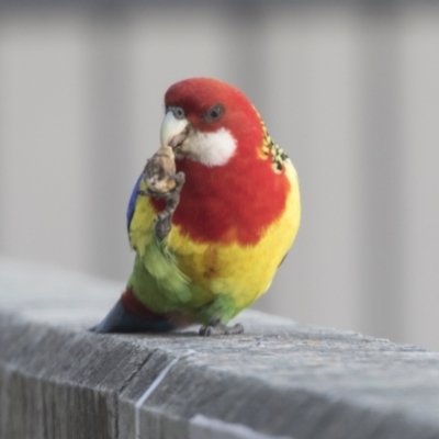 Platycercus eximius (Eastern Rosella) at Belconnen, ACT - 24 Sep 2021 by AlisonMilton