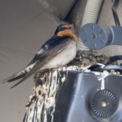 Hirundo neoxena (Welcome Swallow) at Belconnen, ACT - 24 Sep 2021 by AlisonMilton