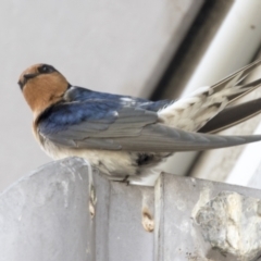 Hirundo neoxena at Belconnen, ACT - 24 Sep 2021 10:24 AM