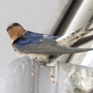 Hirundo neoxena at Belconnen, ACT - 24 Sep 2021 10:24 AM