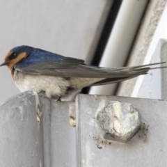 Hirundo neoxena at Belconnen, ACT - 24 Sep 2021 10:24 AM