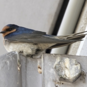 Hirundo neoxena at Belconnen, ACT - 24 Sep 2021 10:24 AM