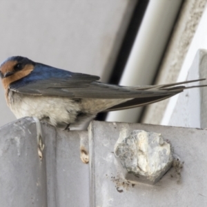 Hirundo neoxena at Belconnen, ACT - 24 Sep 2021 10:24 AM