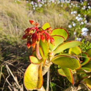 Cotyledon orbiculata at Isaacs, ACT - 24 Sep 2021